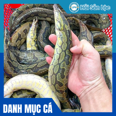 Cá Chạch Lấu