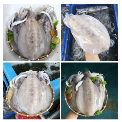 Thông tin về con Mực Lá