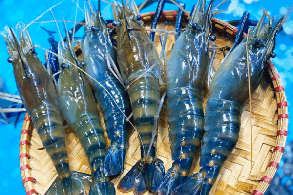Cách Nhận Biết Và Phân Biệt Các Loại Tôm