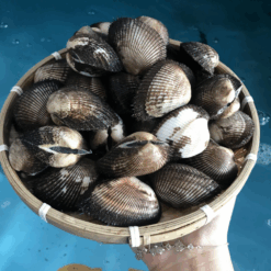 Sò Lông Lớn Tươi Sống Tại Hải Sản Lộc