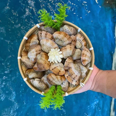 Ngao hai cồi tươi sống