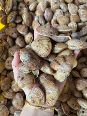 Ngao chọt sống bơi hồ tại hải sản Lộc