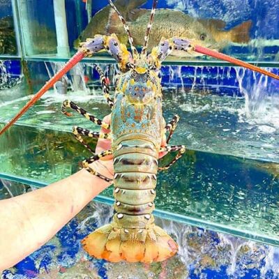 Loại tôm hùm bông