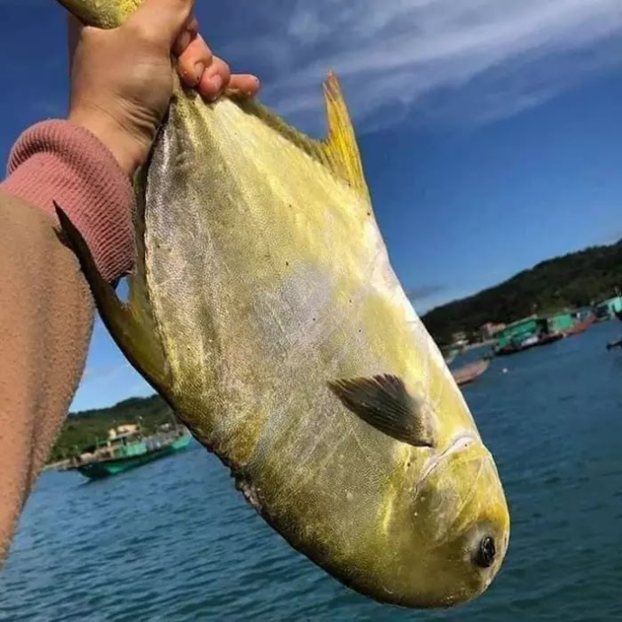 Cá chim vàng (Golden/Yellow Pomfret)