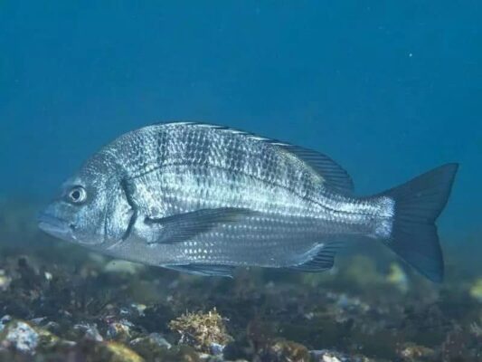 Cách nhận biết cá biển đơn giản