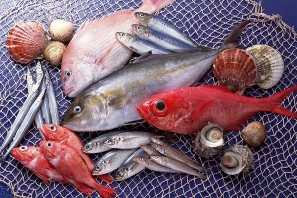Những lợi ích từ thịt cá biển cho cơ thể con người