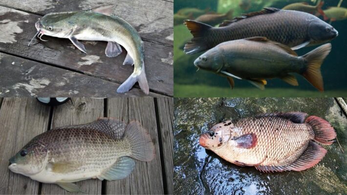 Giá trị dinh dưỡng từ các loại cá nước ngọt