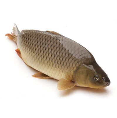 Cách nhận biết cá nước ngọt