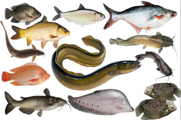 Lợi ích từ việc ăn cá nước ngọt cho cơ thể