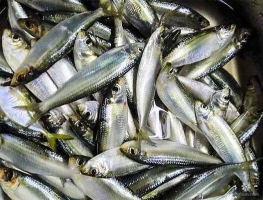 Cách quan sát và chọn cá nước ngọt ngon thịt ngọt thịt