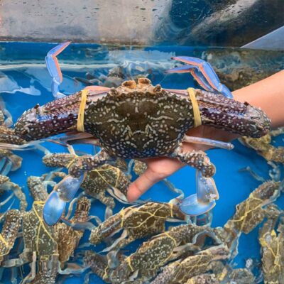 Chọn những con ghẹ còn sống để làm món ghẹ nướng than này