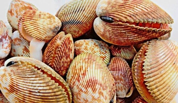 Cách nhận biết và phân biệt được sò dương với các con sò khác