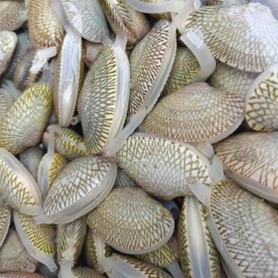 Cách nhận biết sò lụa