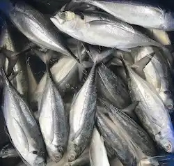 Cá Sòng tươi ngon