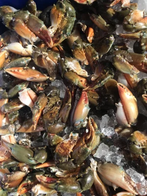 Càng Cua Biển: Cẩm Nang