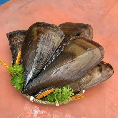 Sò Mai: Bách Khoa Toàn Thư