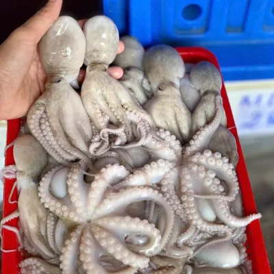 Bạc tuộc giòn tươi ngon