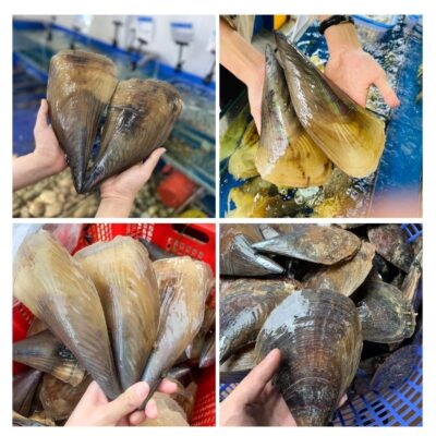 Thông tin về con Sò Mai