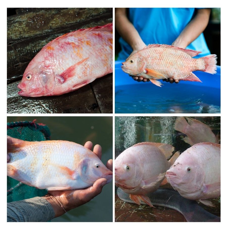 Chọn cá diêu hồng sống để món ăn đảm bảo được hương vị thơm ngon