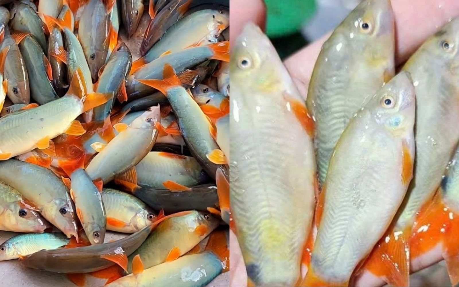 cá heo nước ngọt không phải là nguyên liệu phổ biến trong ẩm thực hàng ngày, nhưng khi được chế biến đúng cách, nó mang lại trải nghiệm hương vị hoàn toàn khác biệt