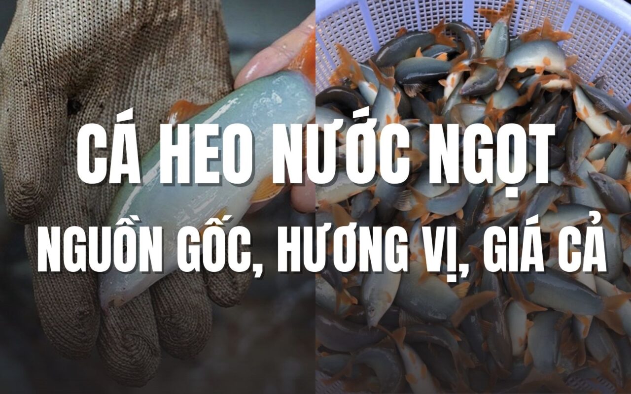 Cá heo nước ngọt
