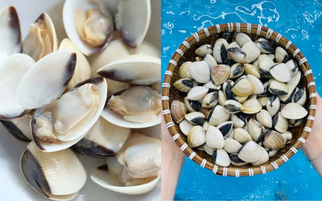 Nghêu – Bổ Máu, Tăng Đề Kháng và Kiểm Soát Cân Nặng