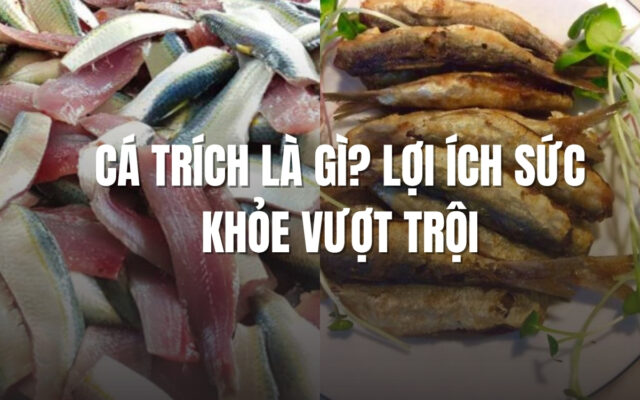 Cá Trích Là Gì? Lợi Ích Sức Khỏe Vượt Trội và Những Món Ngon Từ Cá Trích