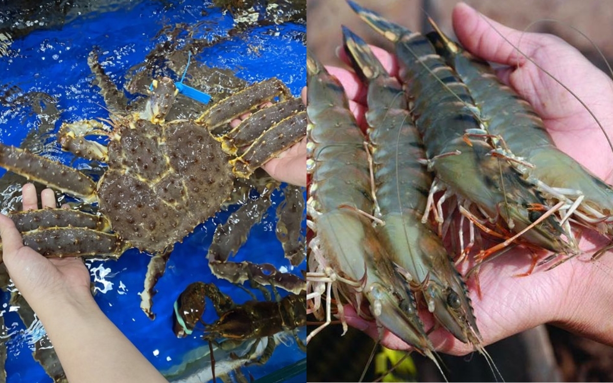 Hải Sản – “Kho Báu” Kẽm Từ Đại Dương