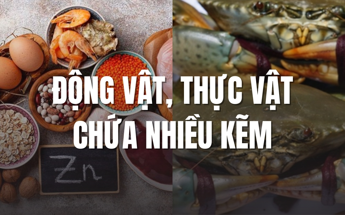 TOP những động vật, thực vật chứa nhiều kẽm nhất 2025