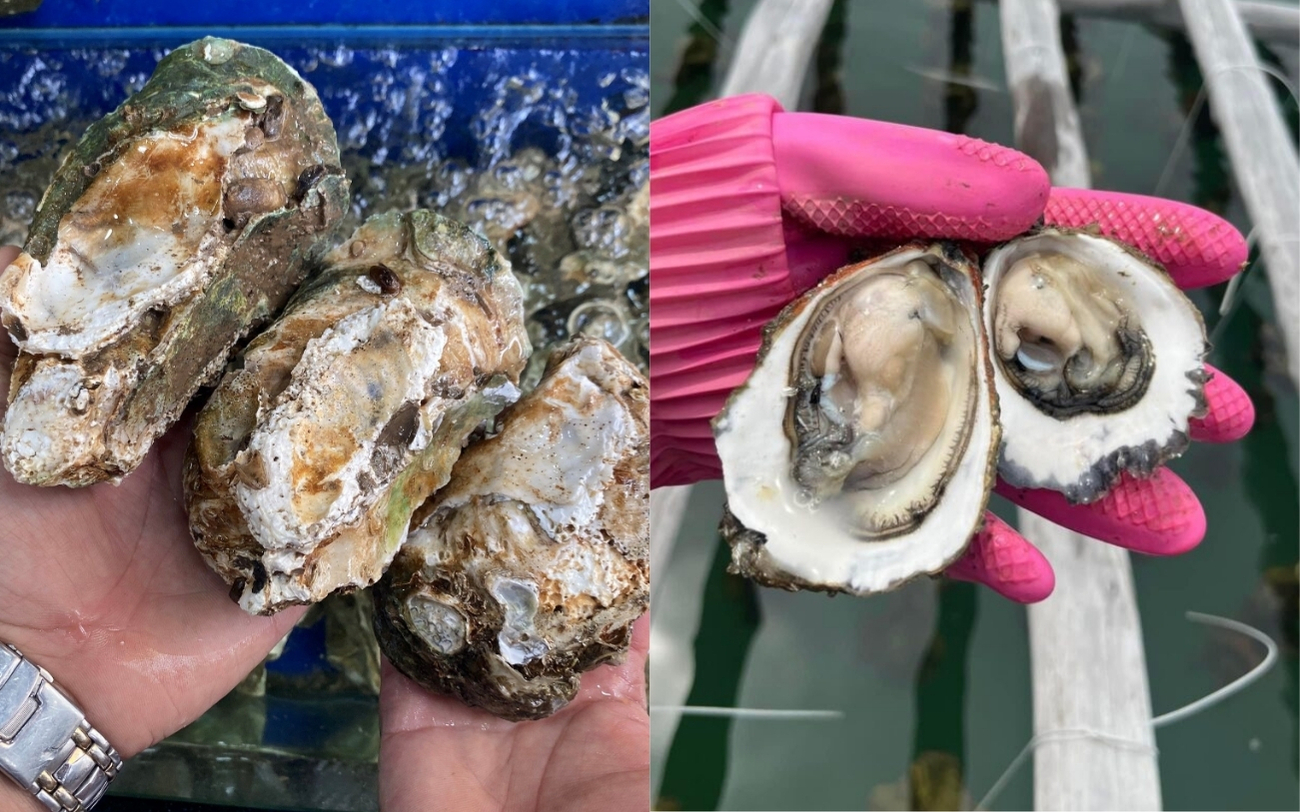 Thành Phần Dinh Dưỡng Đặc Biệt Trong Hàu