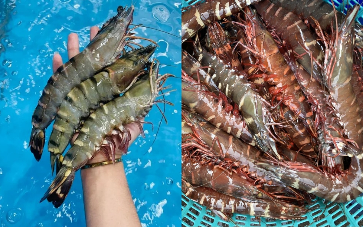 Thành Phần Dinh Dưỡng Trong Tôm – Tại Sao Tôm Lại Tốt Cho Người Bị Huyết Áp Cao?