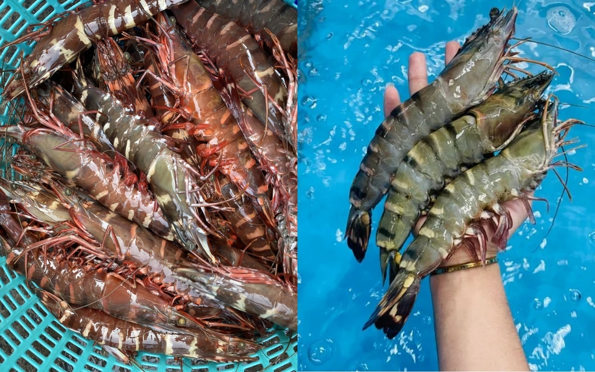 Chứa Protein Hoàn Chỉnh – Duy Trì Khối Lượng Cơ Bắp, Giảm Tích Nước