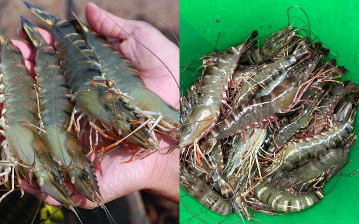 Tôm Không Làm Tăng Cholesterol Xấu Như Nhiều Người Vẫn Nghĩ