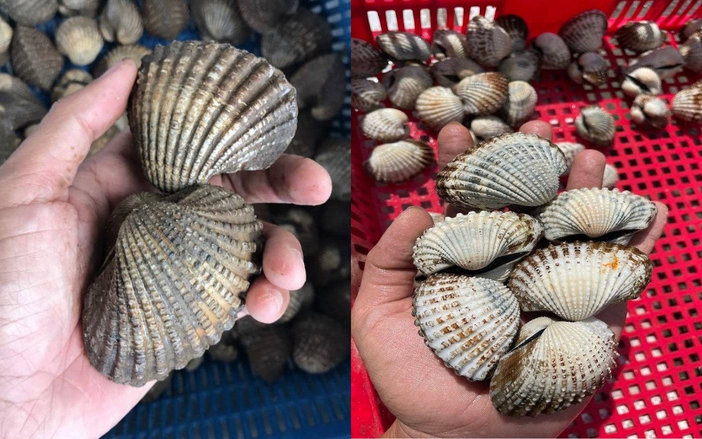 Vì Sao Nên Đưa Sò Huyết Vào Thực Đơn Gia Đình?