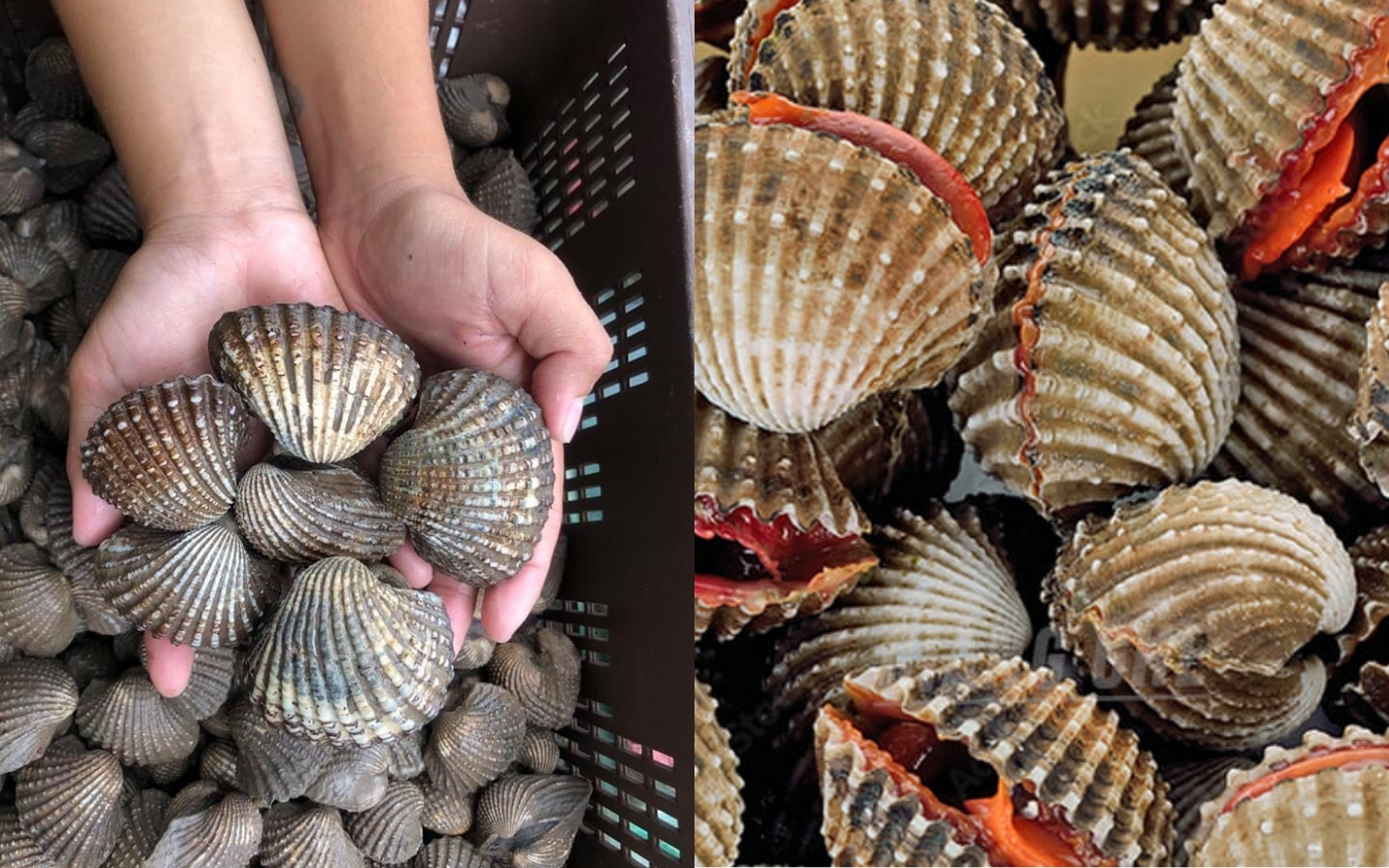 Lợi Ích Sức Khỏe Vượt Trội Khi Tiêu Thụ Sò Huyết