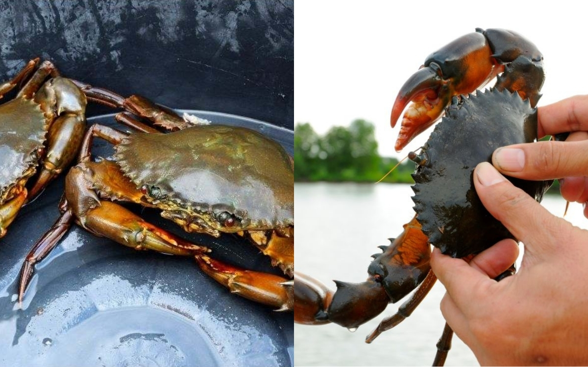 Cua Biển – Món Ăn Vừa Bổ Vừa Ngon