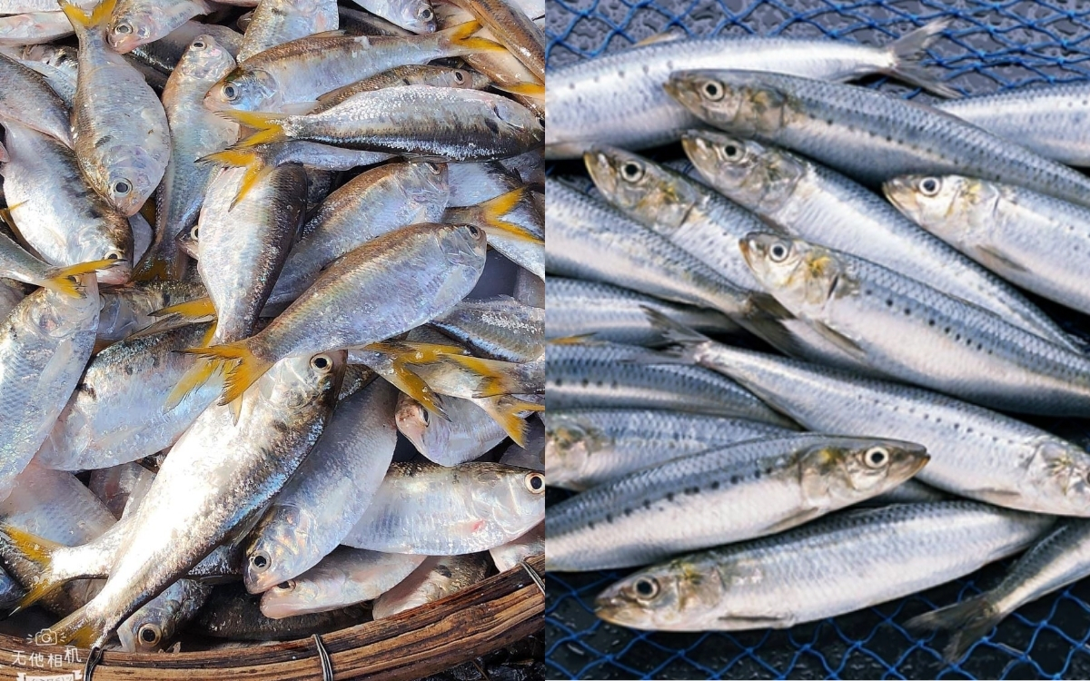 Cá Mòi – Lựa Chọn Hoàn Hảo Cho Gia Đình Nhỏ