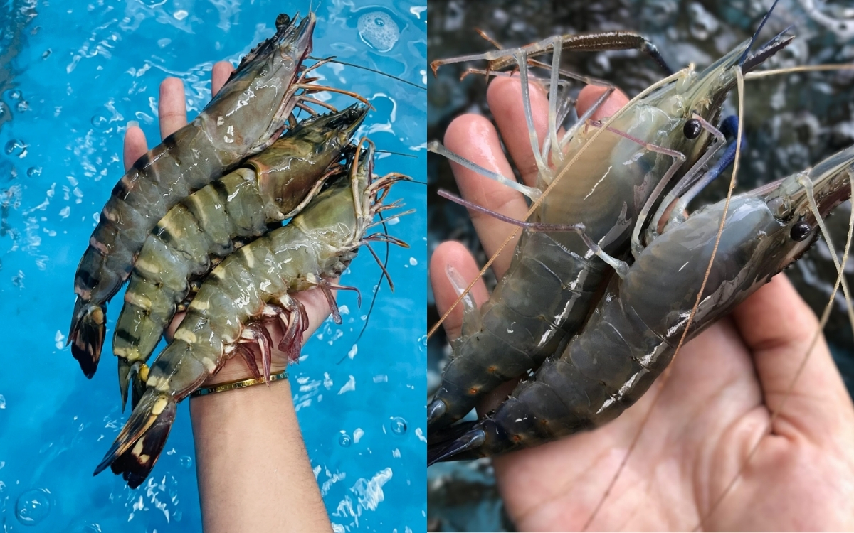 Tôm – Thực Phẩm Vàng Cho Xương Khớp