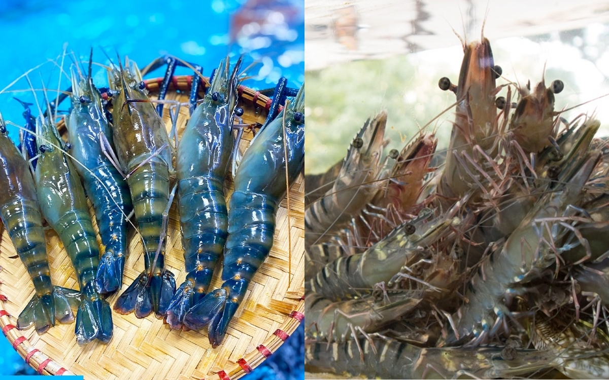 Bảng So Sánh Dinh Dưỡng Chi Tiết Giữa Tôm Và Cá Hồi Sống