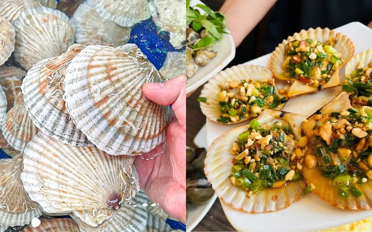 Sò Điệp Sống