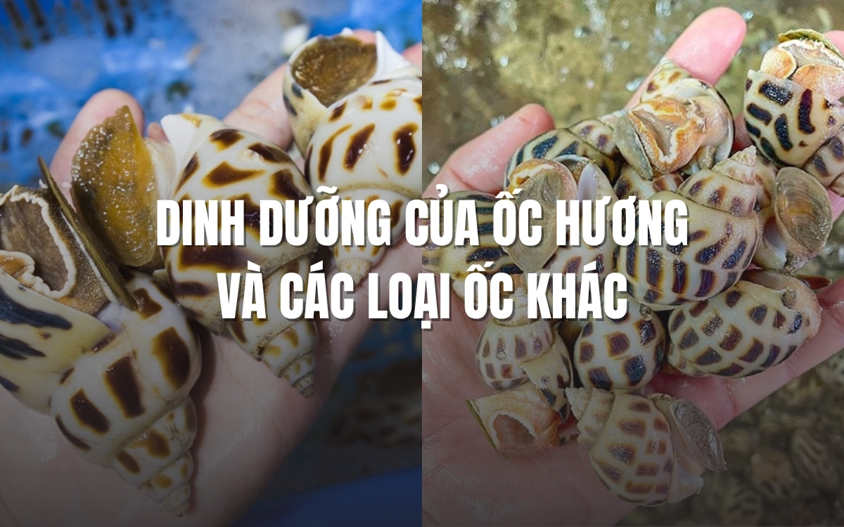 Dinh dưỡng của ốc hương và các loại ốc khác