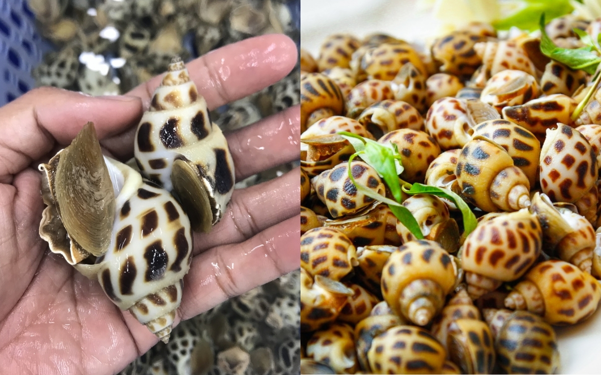 Tác Dụng Sức Khỏe Của Ốc Hương Và Các Loại Ốc Biển Khác