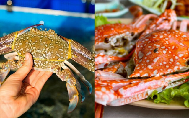 Thành Phần Dinh Dưỡng Đa Dạng Có Trong Ghẹ