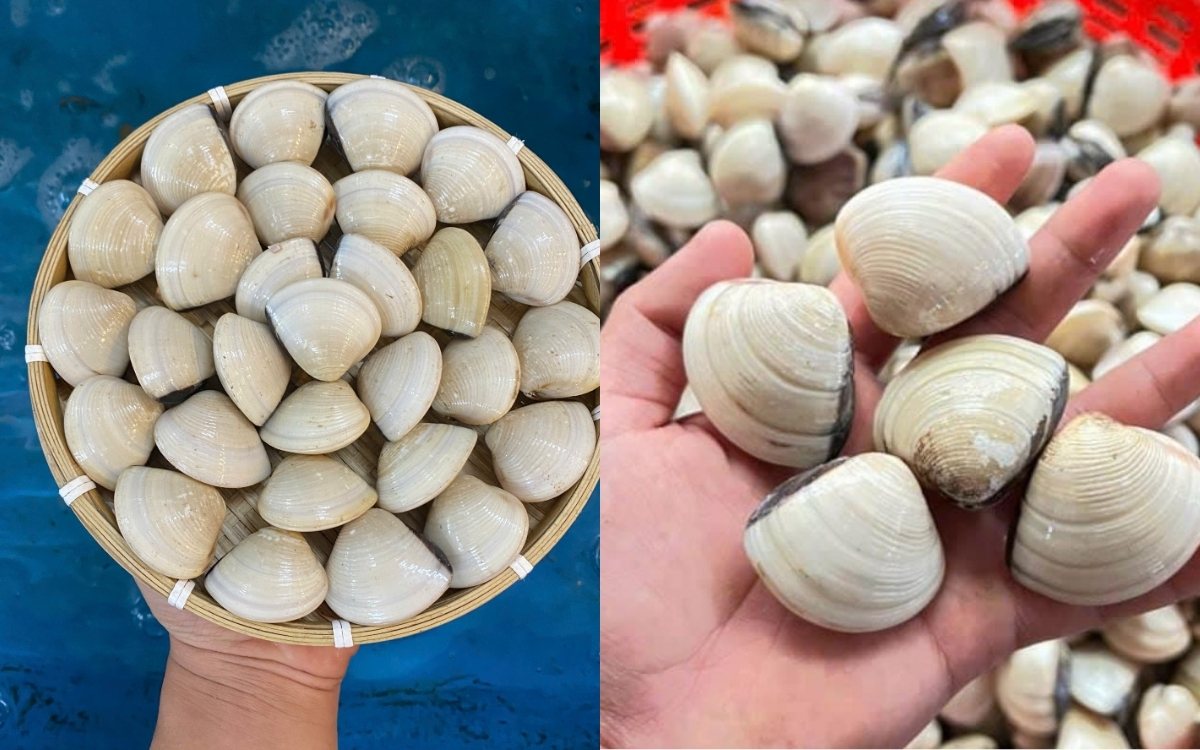 Nghêu Sống – Thực Phẩm Bổ Sung Sắt An Toàn Cho Người Ăn Kiêng