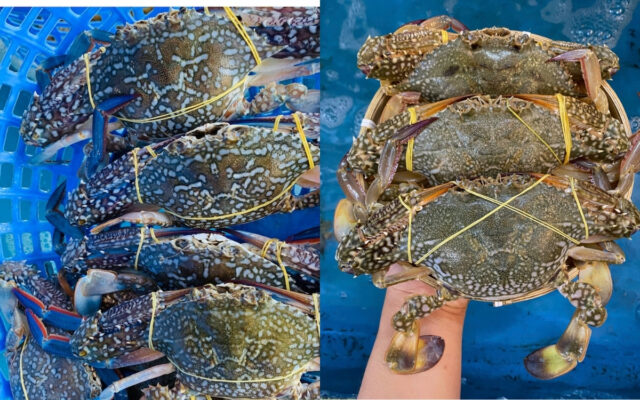 Ghẹ Xanh – Đạm Sạch Kết Hợp Chất Béo Tự Nhiên