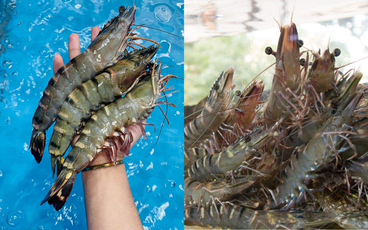 Tôm Sống – Nguồn Cung Cấp Kẽm Tự Nhiên Cho Hệ Miễn Dịch