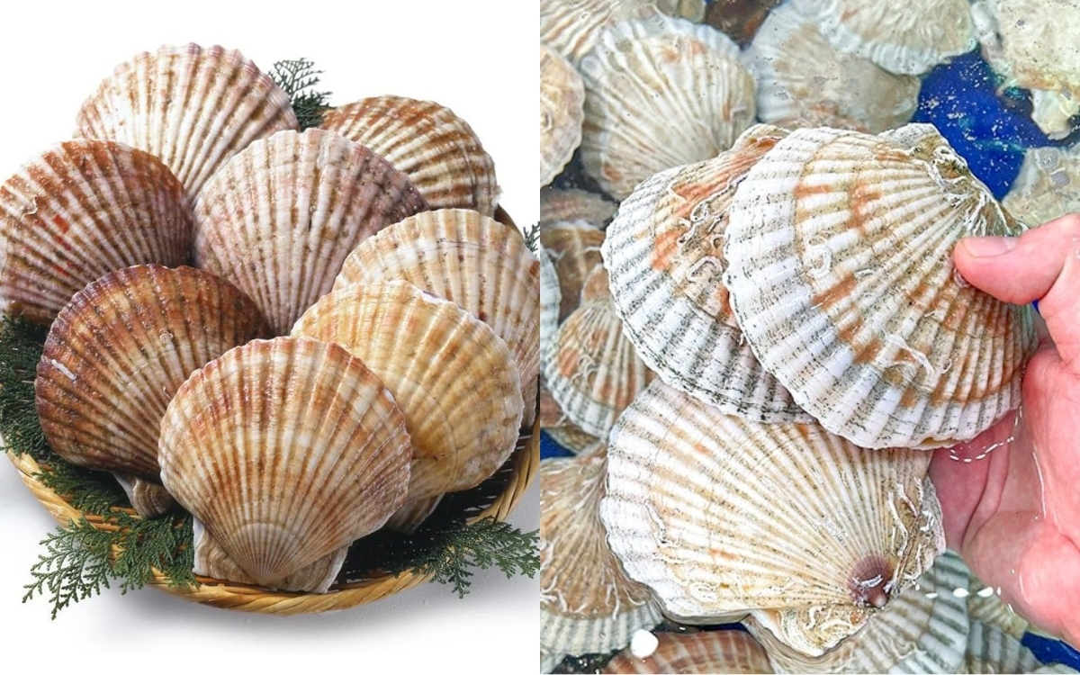 Sò Điệp – Hương Vị Biển Cả Với Lượng Carb Gần Như Bằng 0