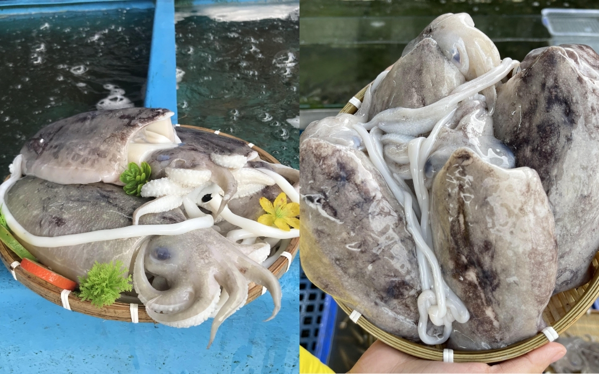 Mực – Nên Ăn Nhưng Phải Kiểm Soát Liều Lượng