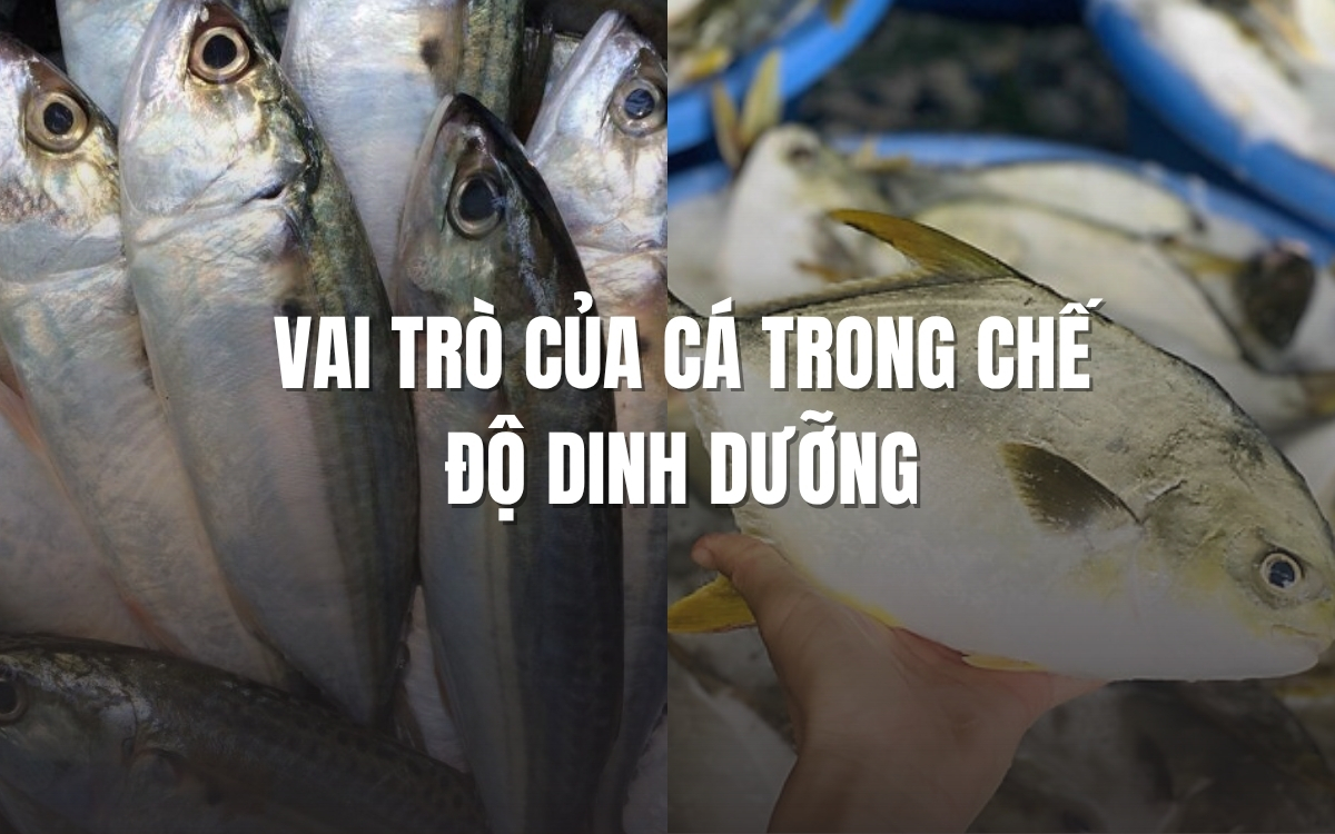 Vai trò của cá trong chế độ dinh dưỡng