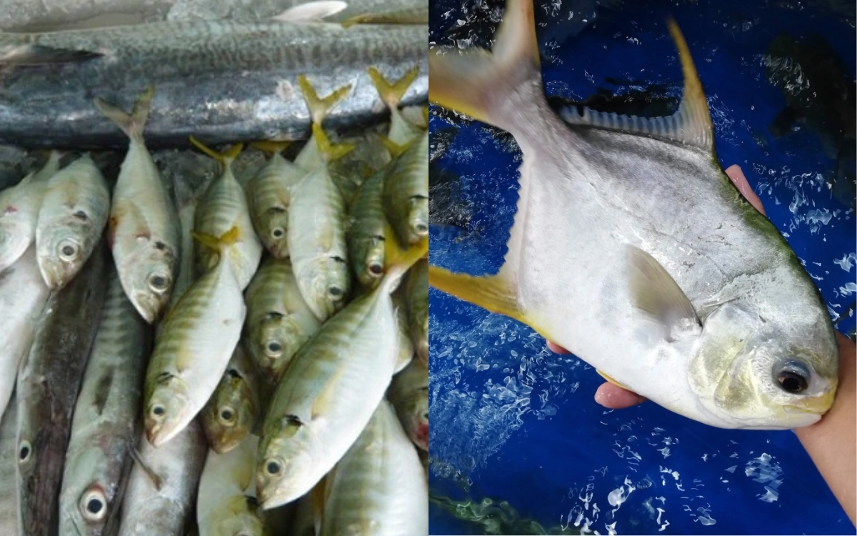 Hỗ Trợ Người Bị Hen Suyễn và Dị Ứng – Giảm Viêm Phổi và Điều Hòa Hệ Miễn Dịch